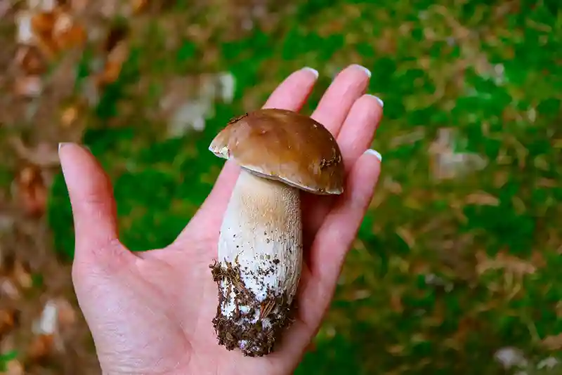 baravykas grybas