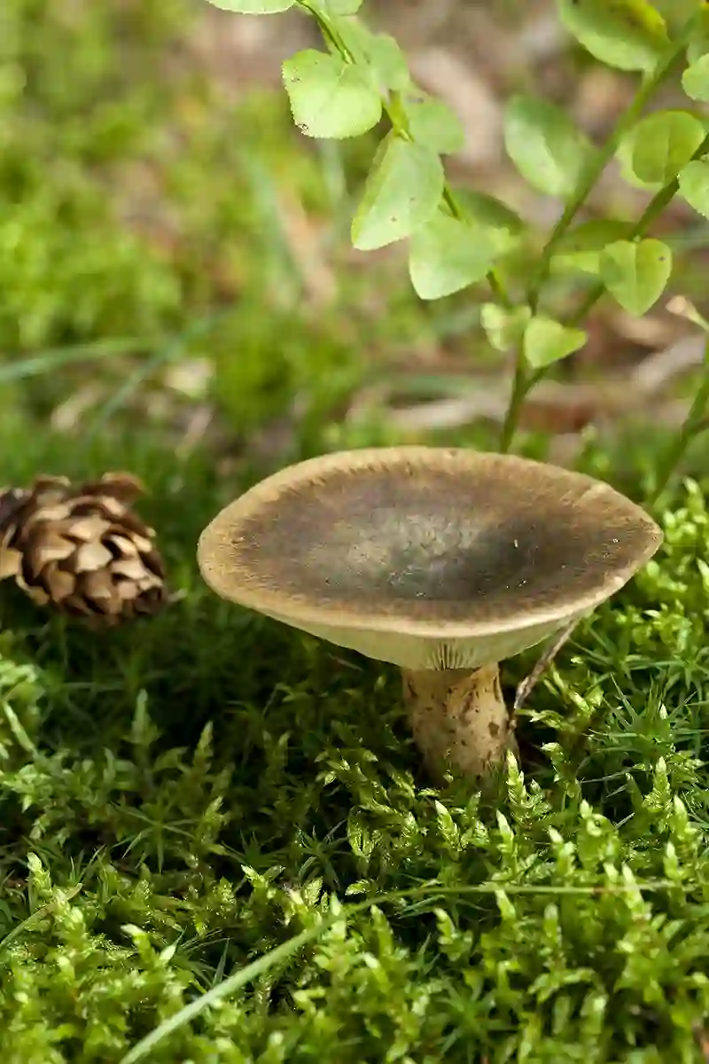 gruzdas grybas