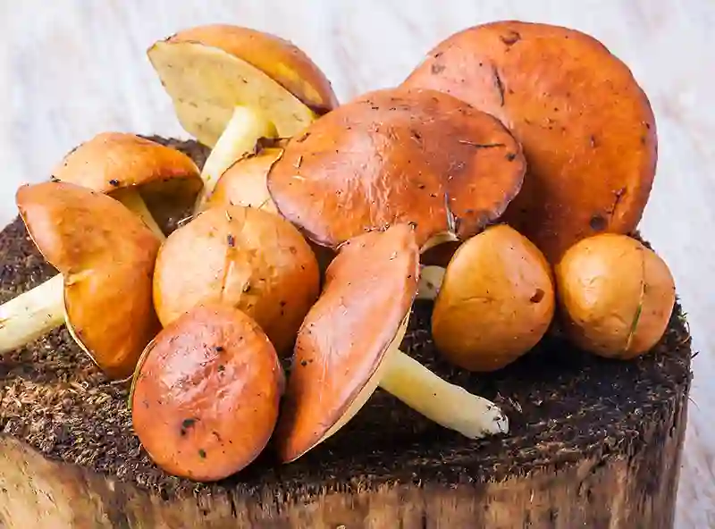kazlekai grybai