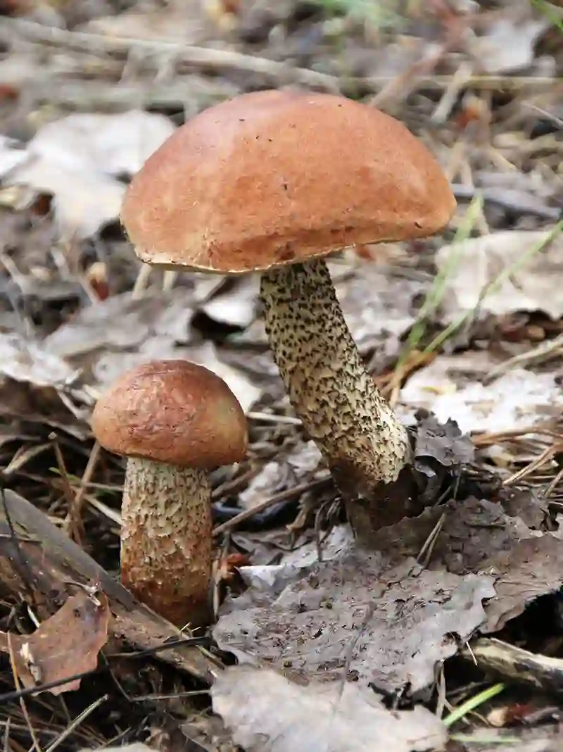 lepse grybas