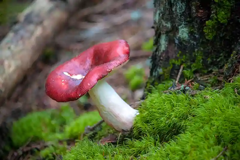 silkiakvape umede russula xerampelina