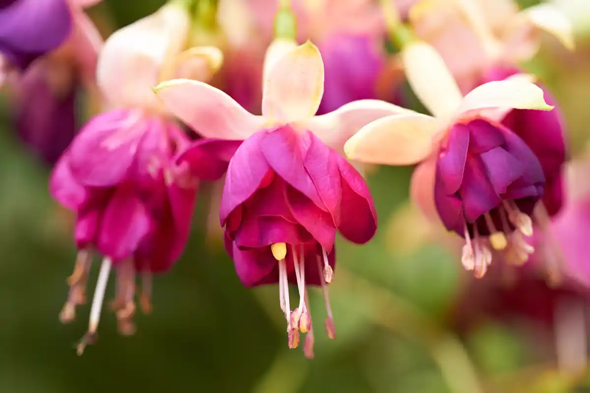 Fuksija (Fuchsia): kokių taisyklių svarbu laikytis šios gėlės augintojams? Fuksija (Fuchsia)
