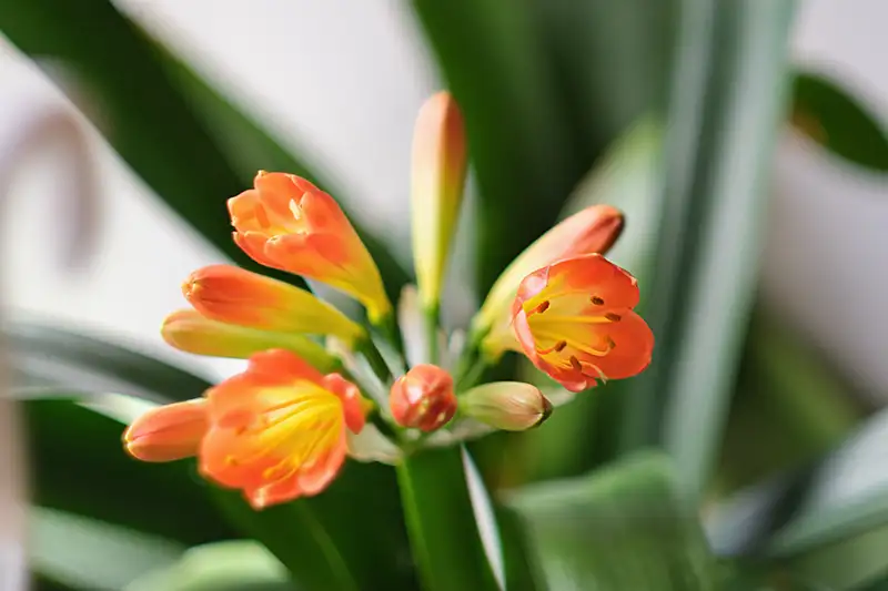 klivija clivia prieziura