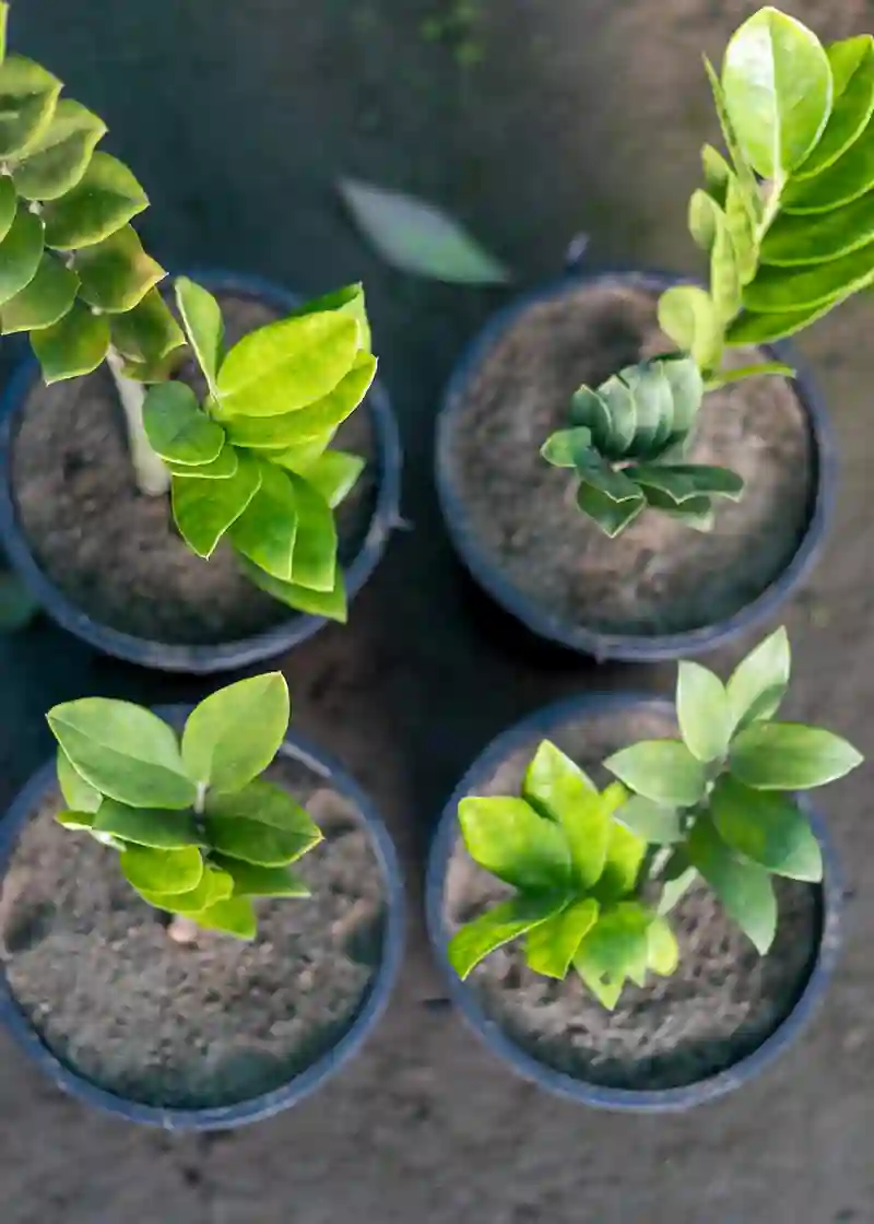 pinigu medis zamiokulkas 38552664