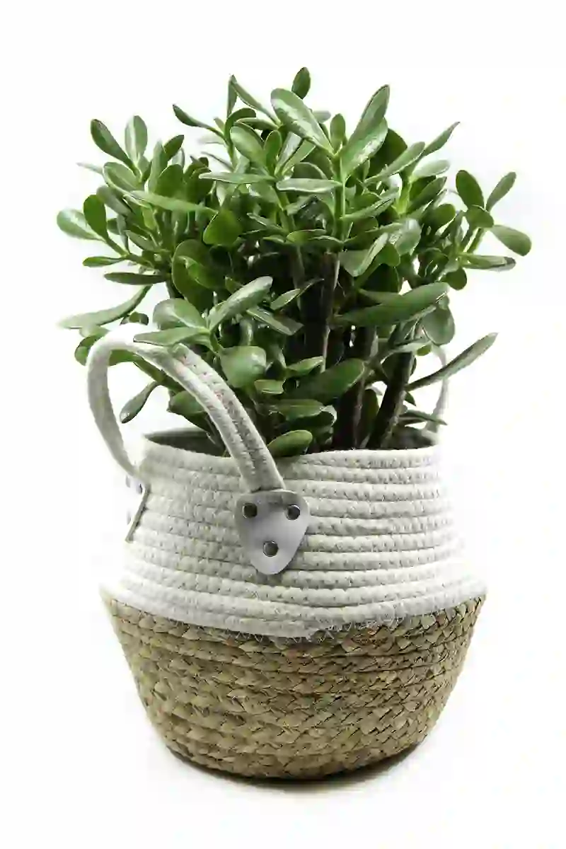 storalapis laimes medis IMGP6758