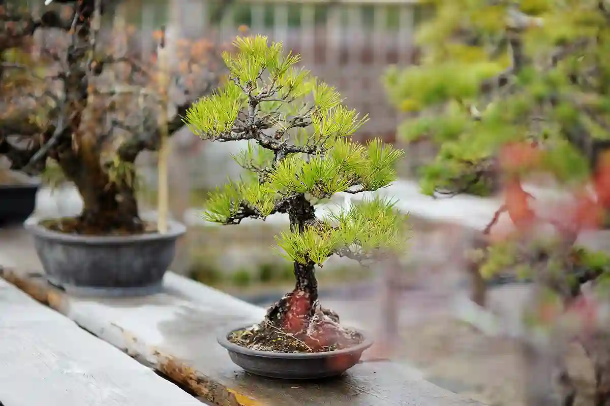 Bonsai medelis