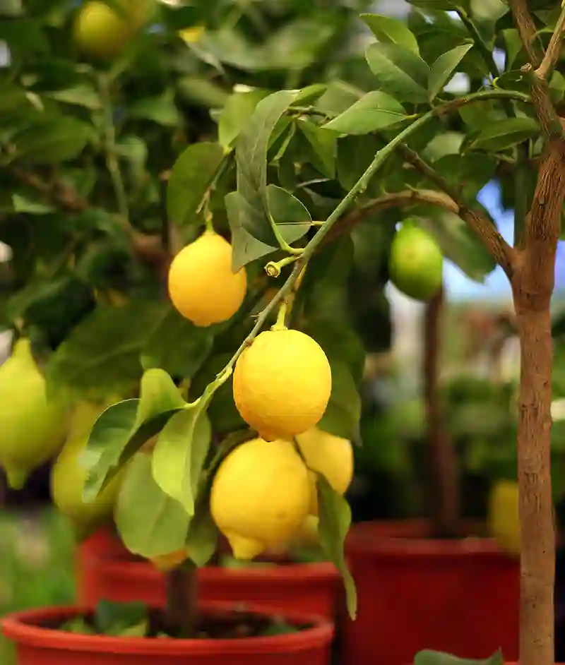 citrinmedis su citrinom