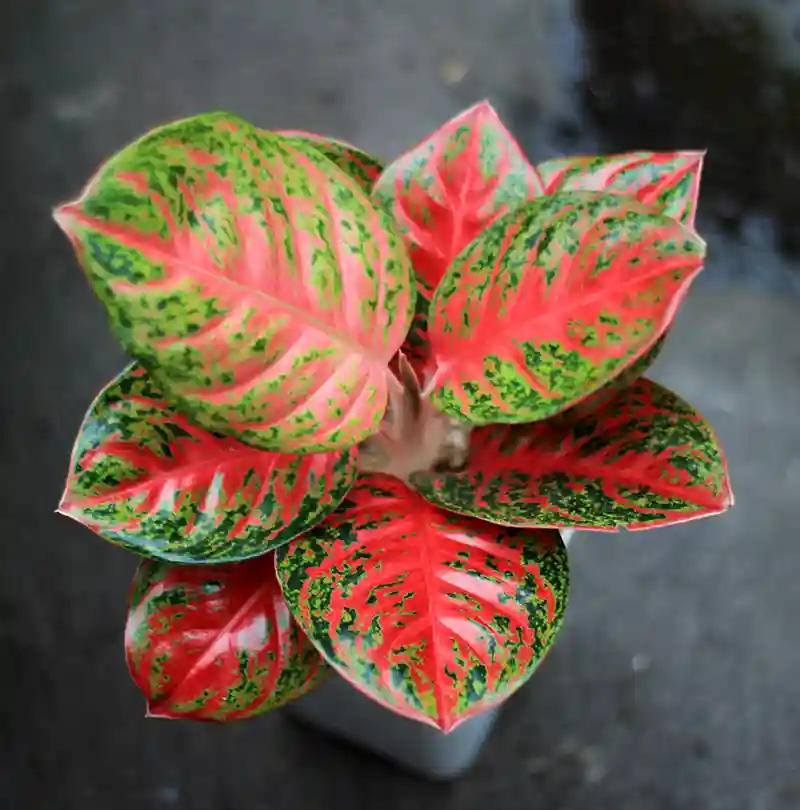 aglaonema aglaonema prieziura