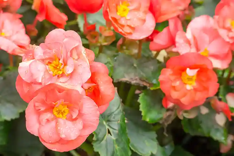 begonija begonia 3232305