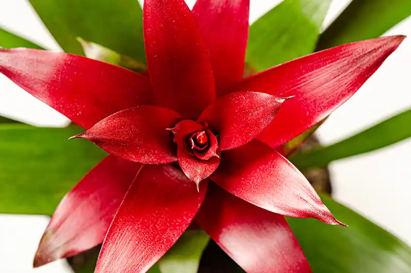 Bromelija (bromelia)