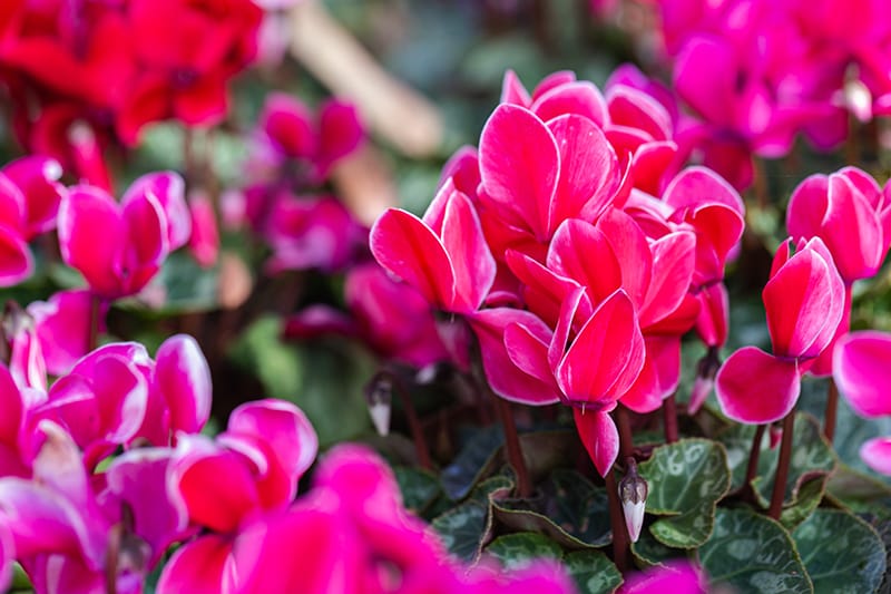 Ciklamenas (Cyclamen)