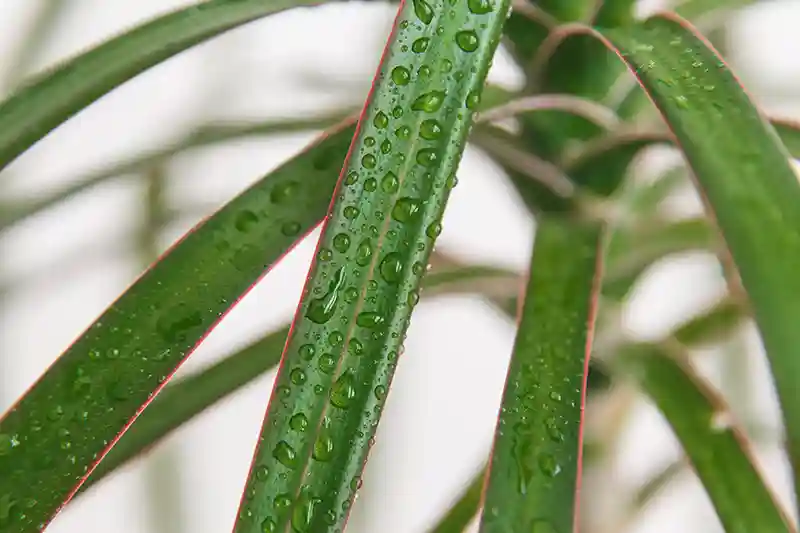 dracena dracaena palme