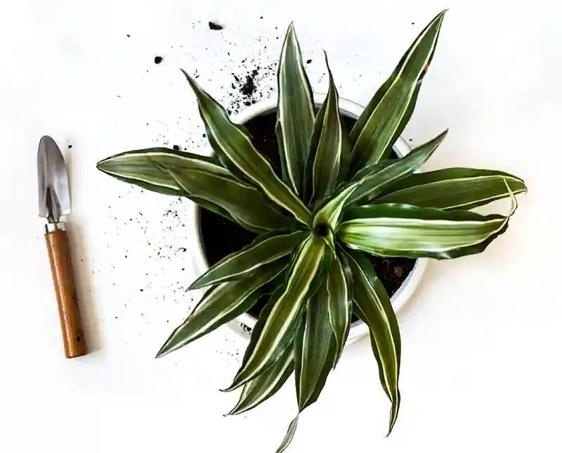 dracena dracaena prieziura