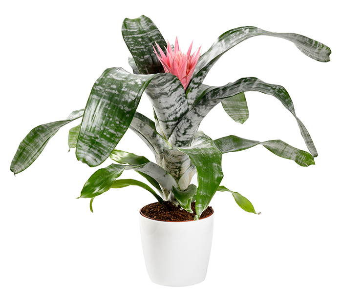 echmeja aechmea