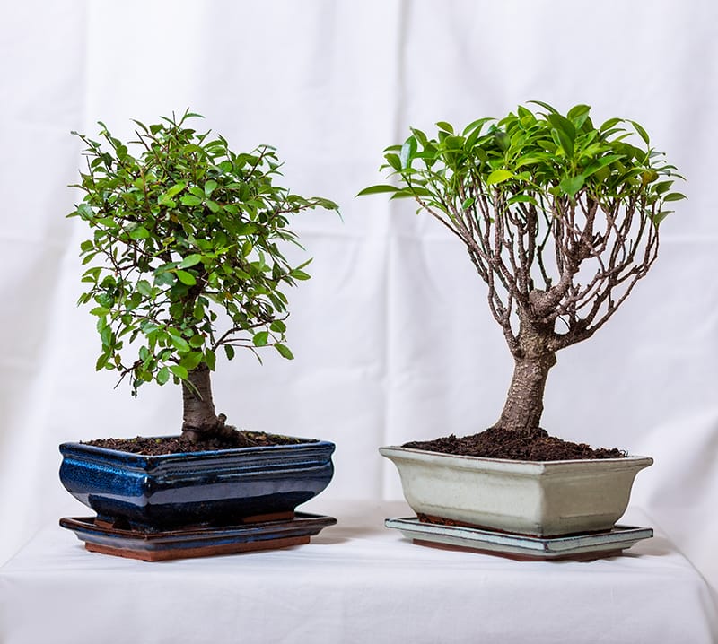 ficus ginseng bonsai