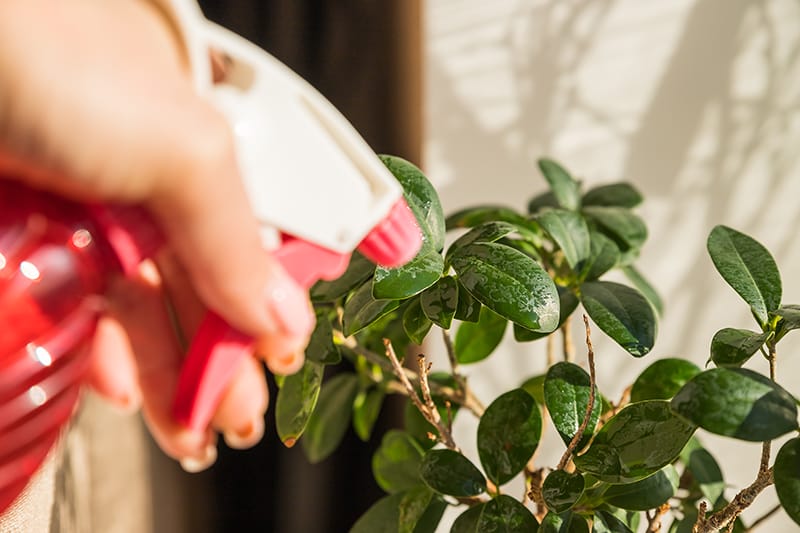 ficus watered from spray houseplant care female hands spraying potted plant with water sprayer ficus ginseng bonsai tree sunny interio