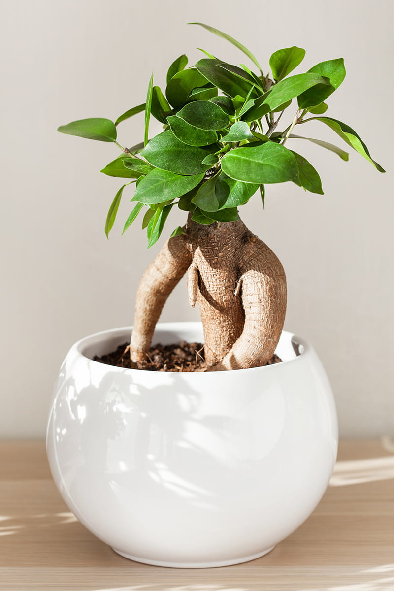 fikusas ginseng bonsai