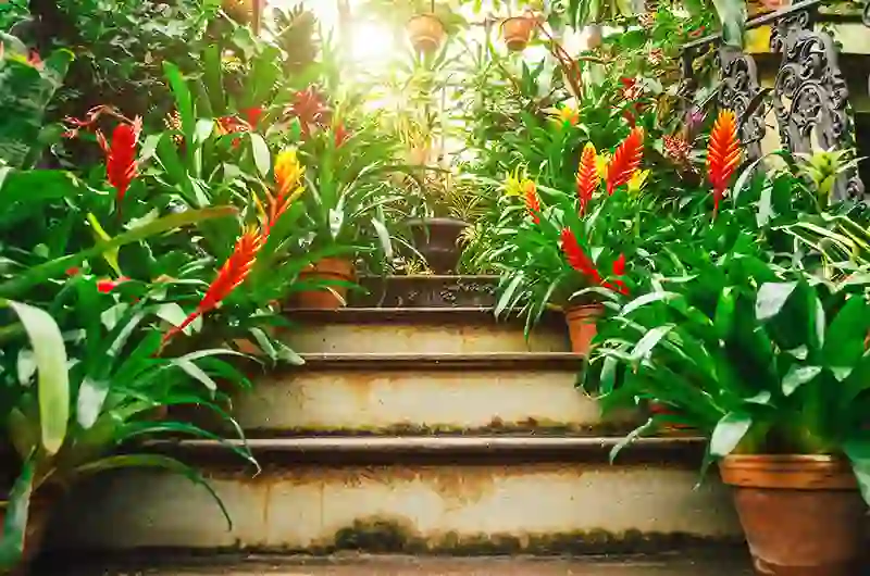 fryzija vriesea 17191830