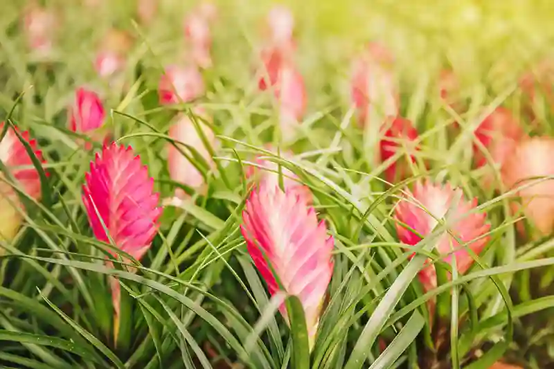 fryzija vriesea 3923606