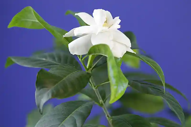 gardenija gardenia 16584834