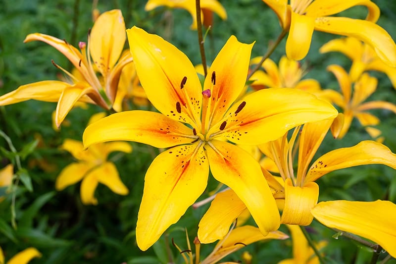 Lelija (Lilium)