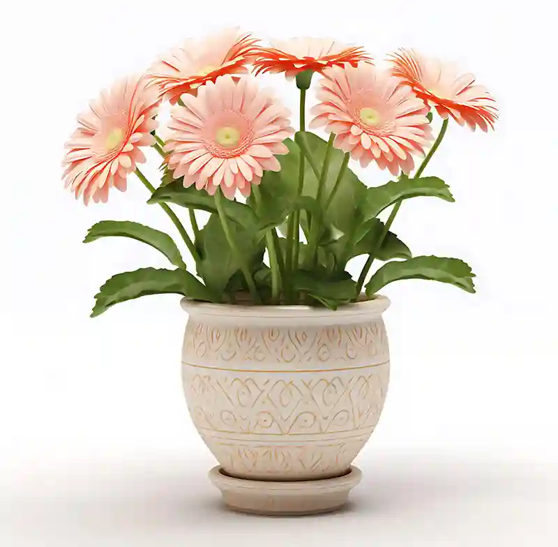 gerbera
