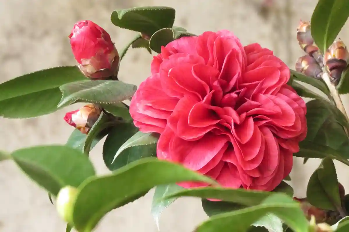 Japoninė kamelija (Camellia japonica)