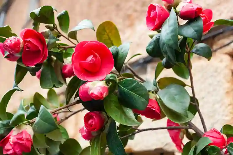 japonines kamelijos camellia japonica