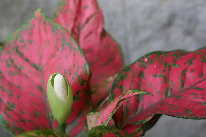 kaladis caladium 16057849