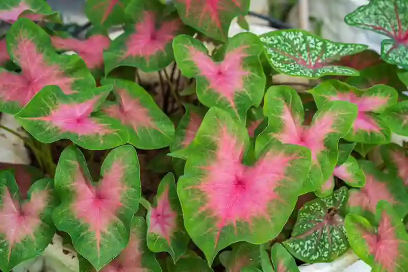 kaladis caladium 16730564
