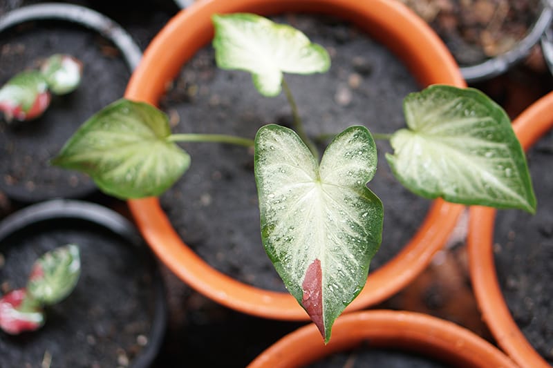 Kaladis (Caladium)