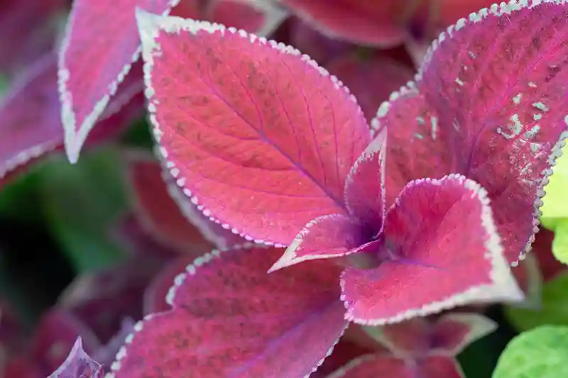 koleusas margenis coleus 13414426