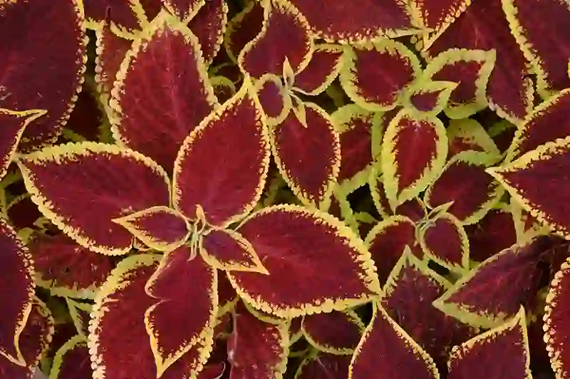 koleusas margenis coleus 16547943