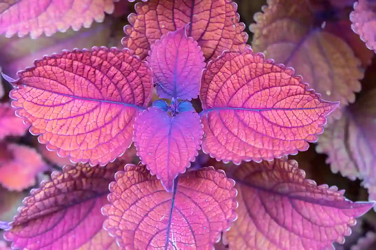 Koleusas (Margenis, Coleus)