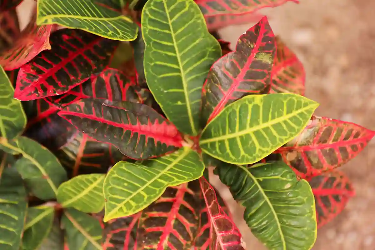 Krotonas (Croton)