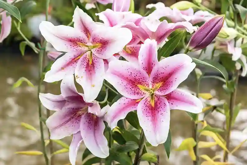 lelija lilium 1131266