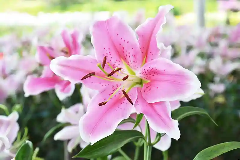 lelija lilium 119643746