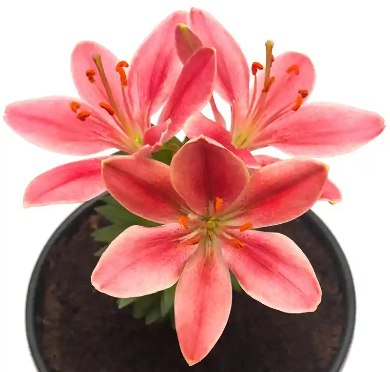lelija lilium 20881641