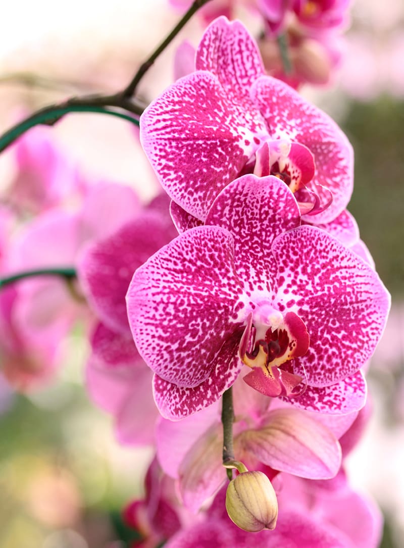 orchideja phalaenopsis