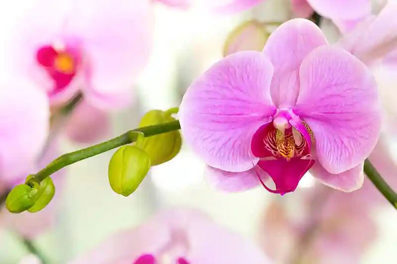 orchideja