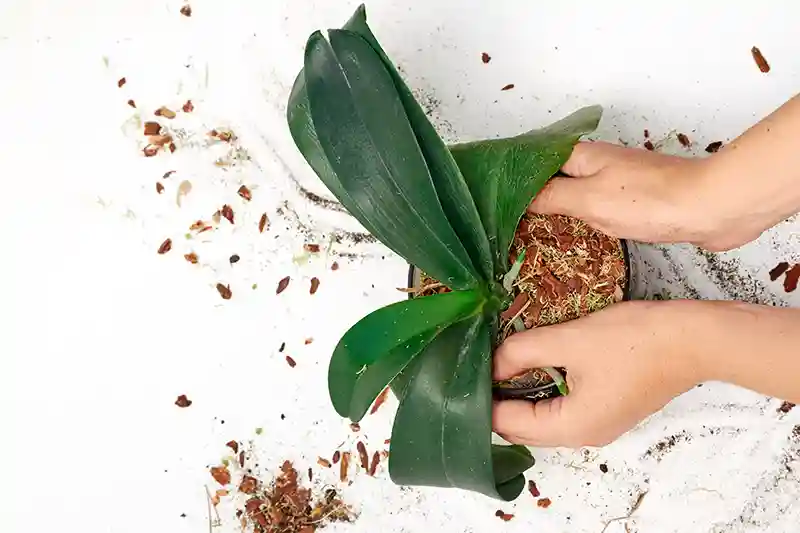 orchidejos persodinimas 15898523