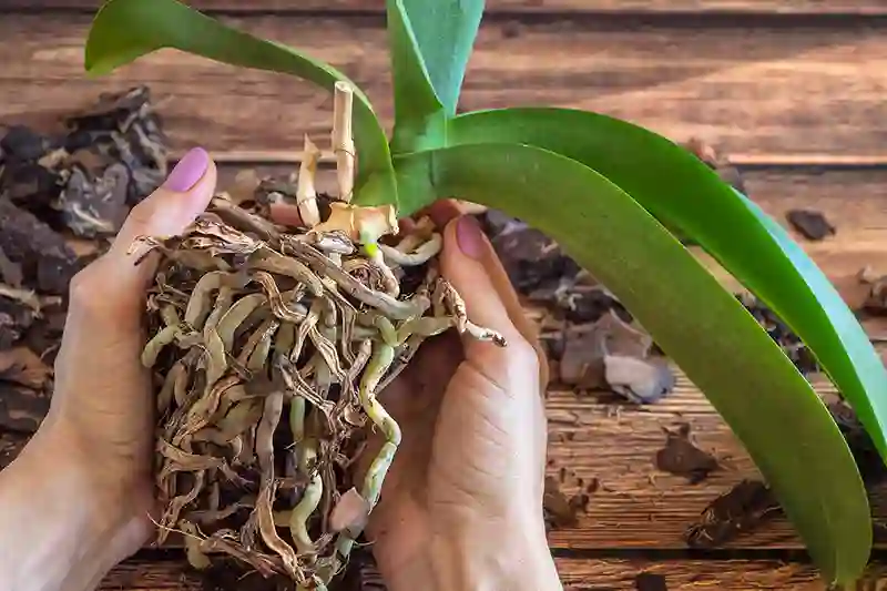 orchidejos saknys persodinimas