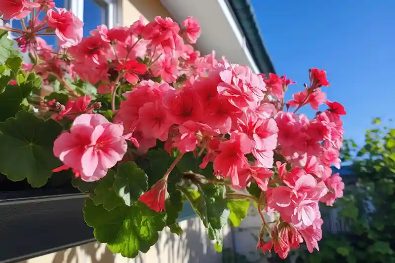 pelargonija