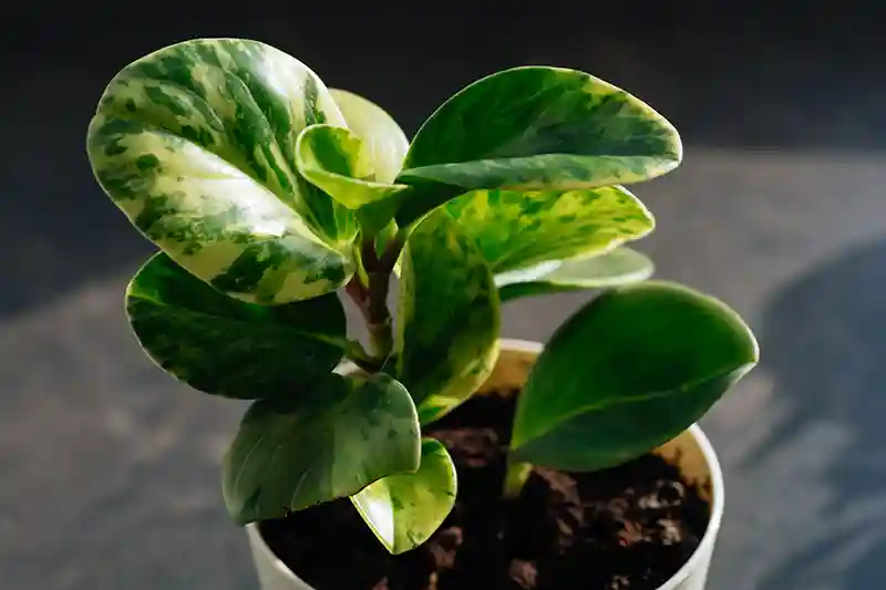 peperomija peperomia 16433827