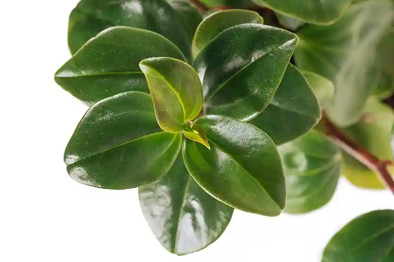 peperomija peperomia 16433979