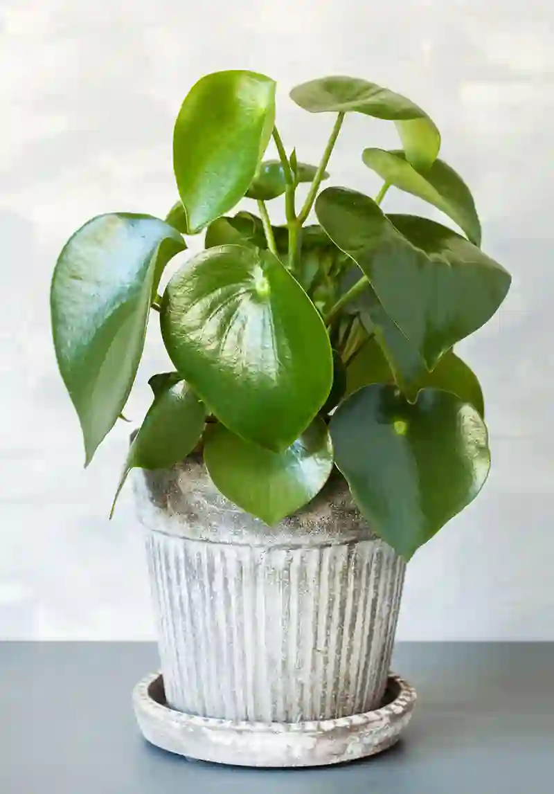 peperomija peperomia 8219082