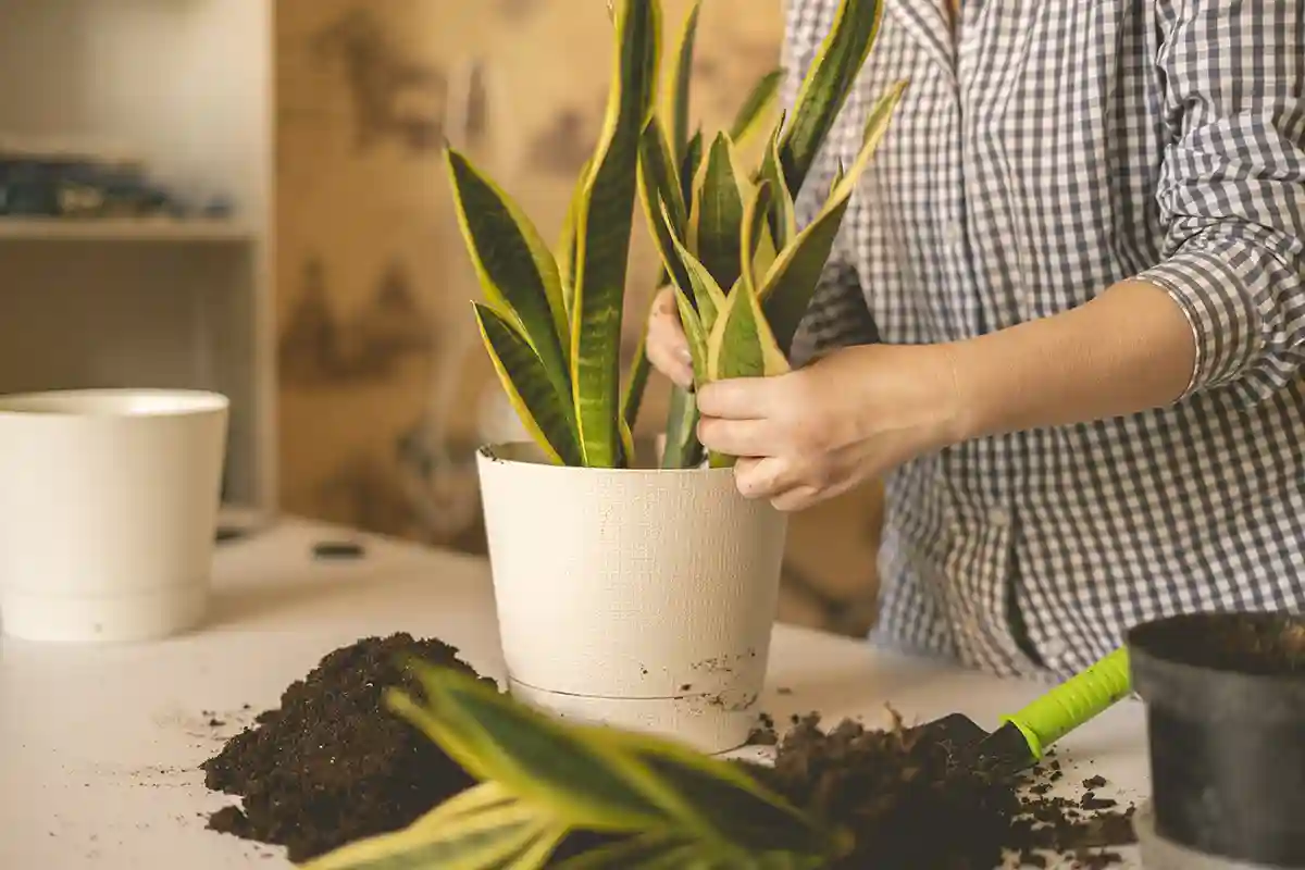 Sansevjera (Sansevieria)