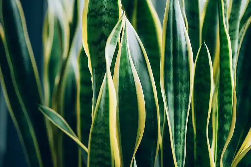 sansevjera sansevieria geles