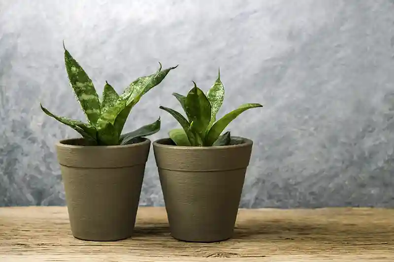sansevjeros sansevieria