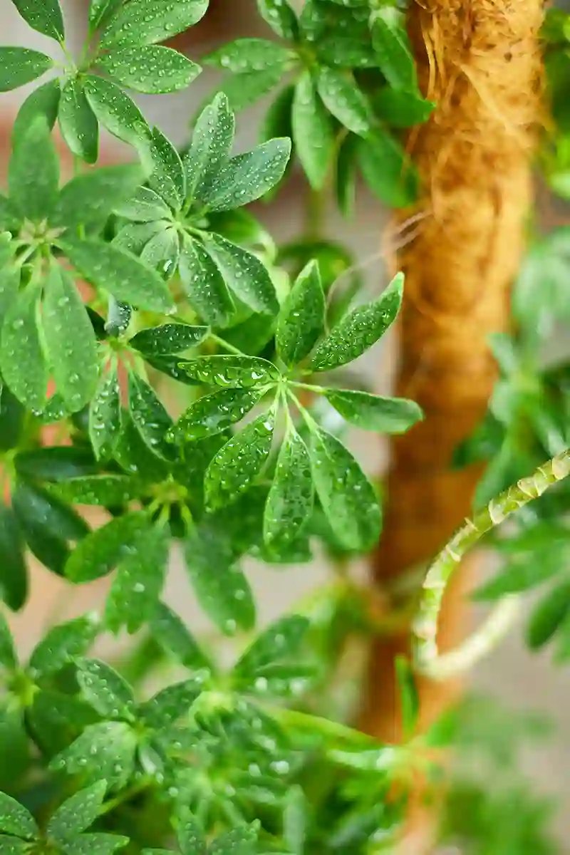 seflera schefflera 25278158